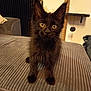 Anubis participe au concours pour gagner de l'argent avec cette photo : kitten, black_cat, cat, pet, indoor, furniture, couch, cat_tree, curious, ears, whiskers, fur, animal, domestic_animal, mammal, looking_at_camera, close_up, young, playful, home