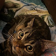 Lyle is registered to the contest to win money with this photo: animal, cat, close_up, curious, cute, domestic, eyes, feline, focus, fur, indoor, lying_down, mammal, patterned_surface, pet, portrait, relaxed, soft_light, tabby, whiskers