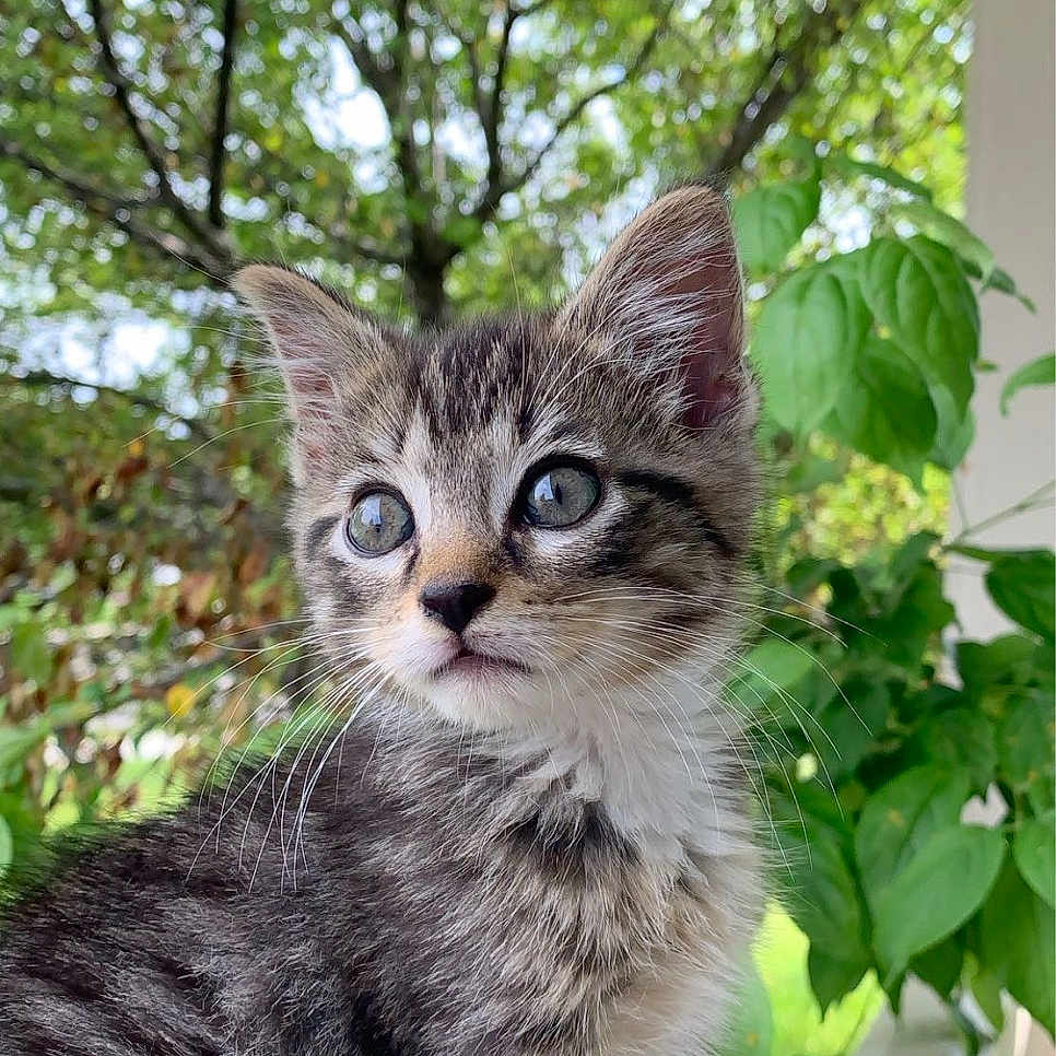 Milo