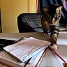 Milo is registered to the contest to win money with this photo: cat, tabby_cat, paw, notebook, pencil, desk, chair, writing, paper, indoor, curious, feline, striped, black, white, brown, office, stationery, hand, playful