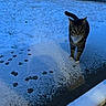 animal, blue_tint, cat, cold, curious, evening, fence, frozen, grass, mammal, nature, outdoor, paw_prints, pet, quiet, snow, tabby_cat, walking, winter, yard