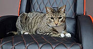Milo is registered to the contest to win money with this photo: cat, tabby_cat, pet, animal, feline, sitting, chair, gaming_chair, black, orange, indoor, fur, whiskers, paws, relaxed, looking, comfort, quilted_pattern, leather, home