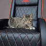 animal, black, cat, chair, comfort, feline, fur, gaming_chair, home, indoor, leather, looking, orange, paws, pet, quilted_pattern, relaxed, sitting, tabby_cat, whiskers