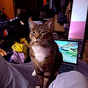 Milo joined the competition — help win amazing prizes! cat, tabby_cat, lap, person, laptop, screen, clothing, room, indoor, furniture, blanket, door, mirror, bag, unimpressed, sitting, white_paws, whiskers, fur, household