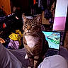 cat, tabby_cat, lap, person, laptop, screen, clothing, room, indoor, furniture, blanket, door, mirror, bag, unimpressed, sitting, white_paws, whiskers, fur, household