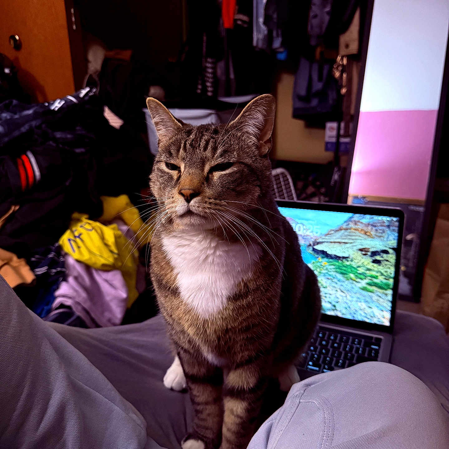 Milo joined the competition — help win amazing prizes! cat, tabby_cat, lap, person, laptop, screen, clothing, room, indoor, furniture, blanket, door, mirror, bag, unimpressed, sitting, white_paws, whiskers, fur, household