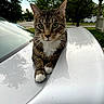 Milo is registered to the contest to win money with this photo: cat, tabby_cat, animal, pet, outdoor, car, silver_car, green_eyes, paws, tree, nature, suburban, street, daylight, fur, whiskers, relaxed, close_up, portrait, curious