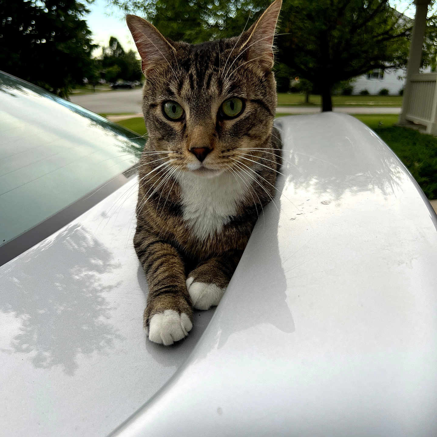 Milo
