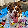 blue, bulldog, cartoon, concrete, dog, door, front_paw, happy, house_siding, kiddie_pool, leaves, mickey_mouse, minnie_mouse, outdoor, pet, playful, smiling, summer, tongue, tongue_out