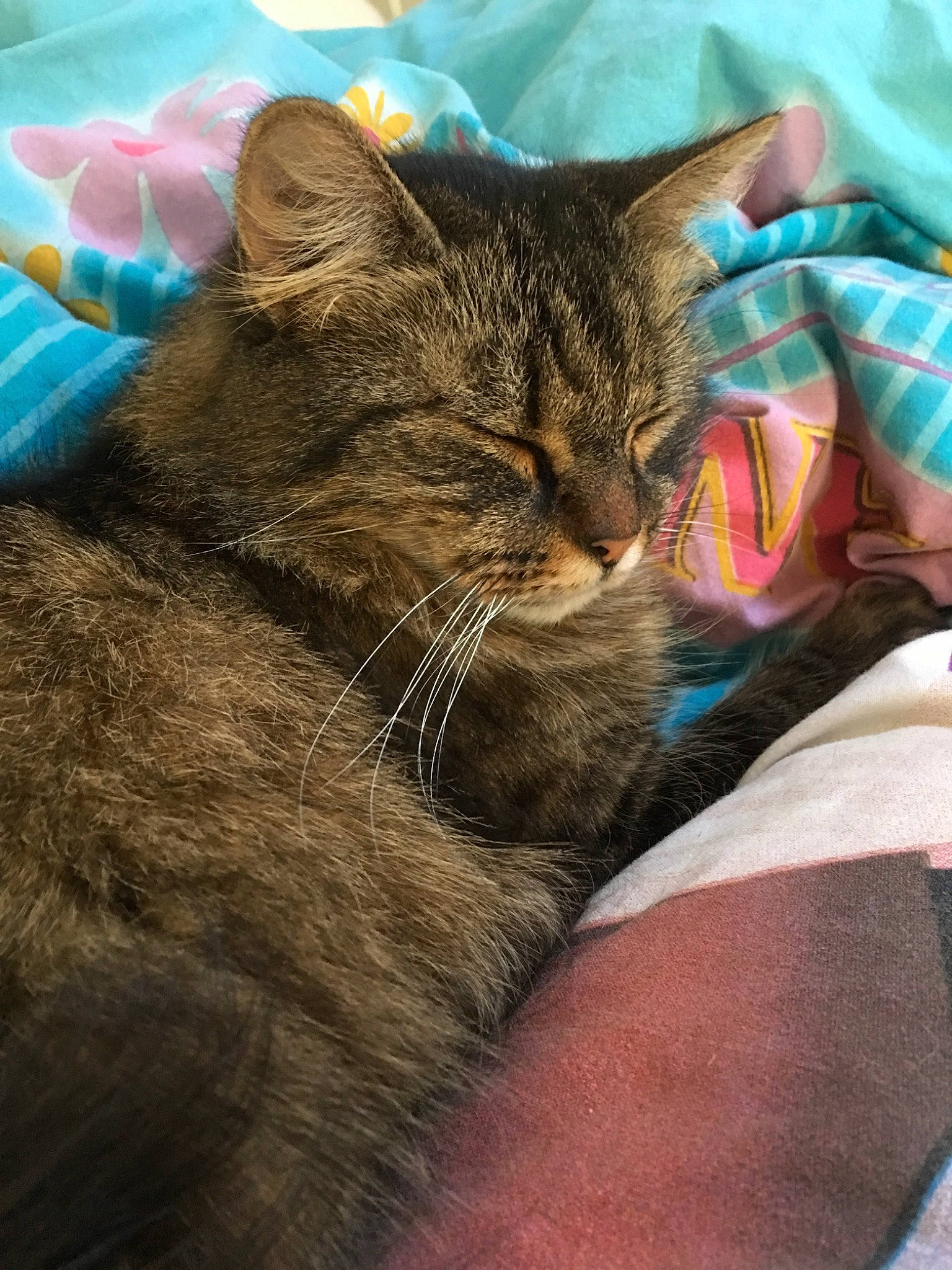 Pioupiou a rejoint le concours — aidez-le/la à gagner de superbes lots ! asian, carnivore, cat, domestic_short_haired_cat, european_shorthair, fawn, felidae, fur, kitten, mammal, nap, small_to_medium_sized_cats, snout, tabby_cat, whiskers