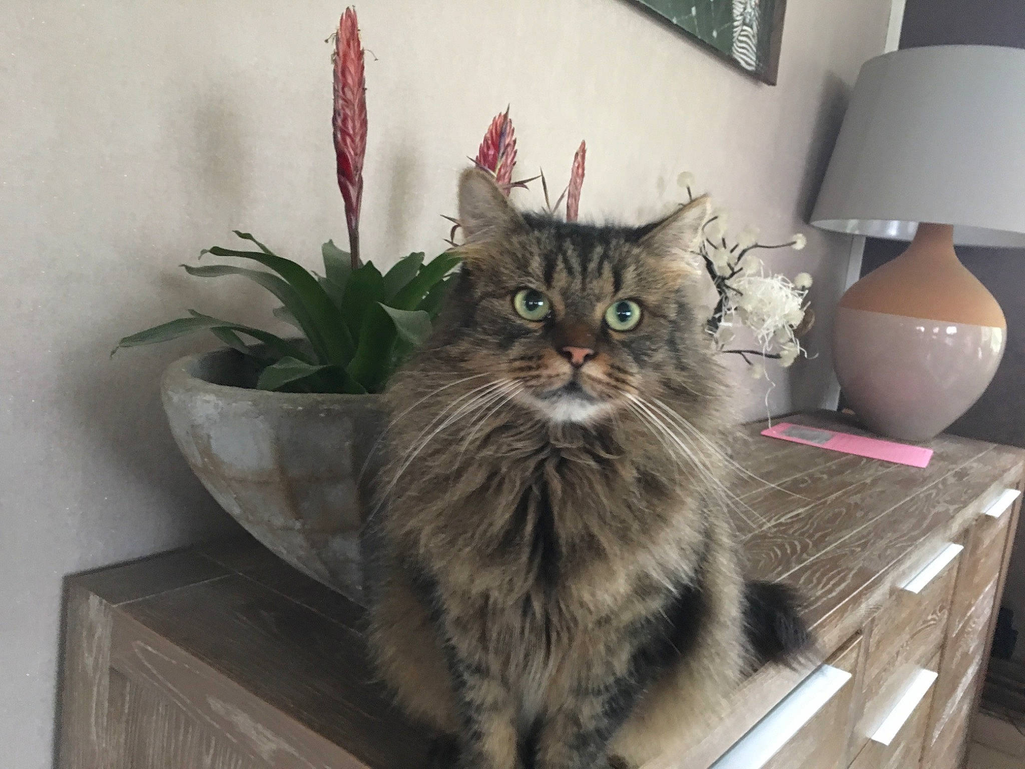 Pioupiou participe au concours pour gagner de l'argent avec cette photo : asian, asian_semi_longhair, british_semi_longhair, carnivore, cat, domestic_long_haired_cat, domestic_short_haired_cat, european_shorthair, felidae, fur, kitten, maine_coon, mammal, norwegian_forest_cat, ragamuffin, siberian, small_to_medium_sized_cats, tabby_cat, vertebrate, whiskers