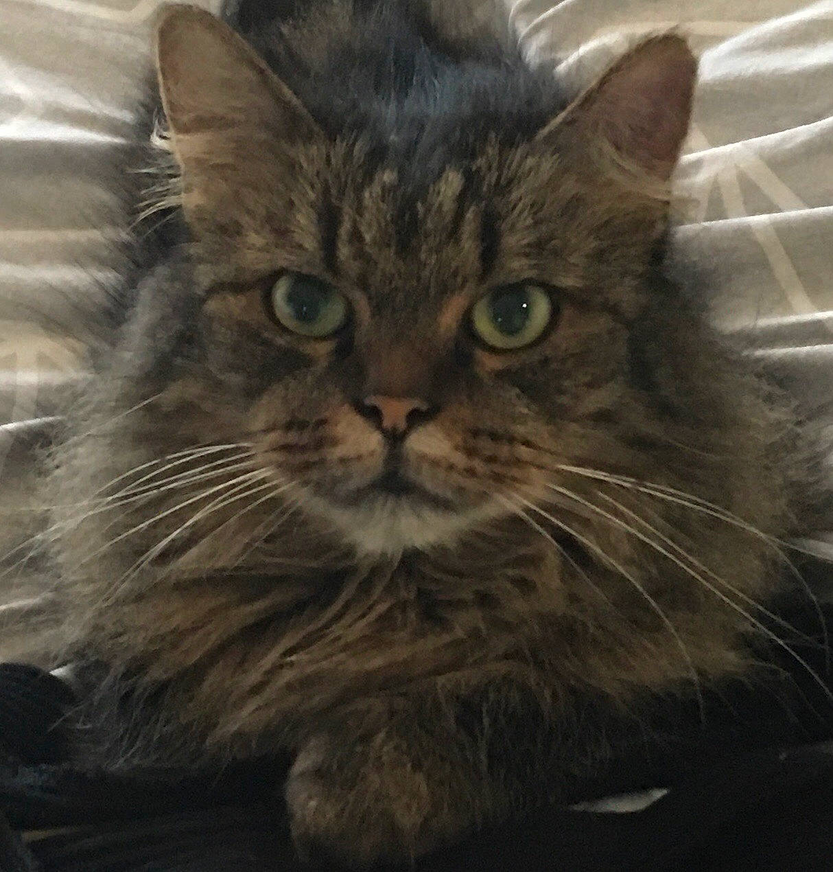 Pioupiou participe au concours pour gagner de l'argent avec cette photo : asian, british_semi_longhair, carnivore, cat, domestic_long_haired_cat, domestic_short_haired_cat, european_shorthair, eye, felidae, kitten, maine_coon, mammal, norwegian_forest_cat, pixie_bob, siberian, small_to_medium_sized_cats, snout, tabby_cat, vertebrate, whiskers