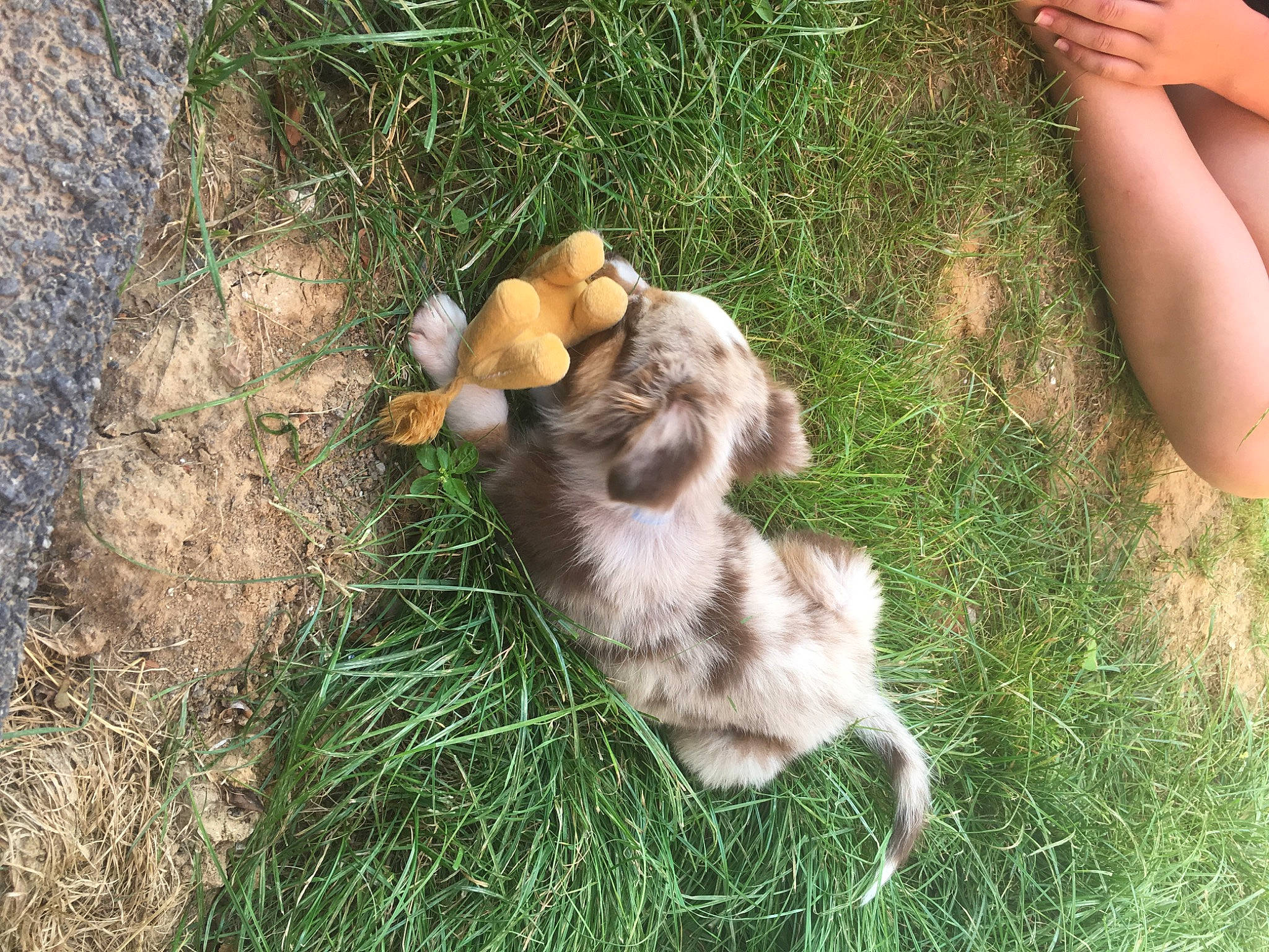 Petsy participe au concours pour gagner de l'argent avec cette photo : canidae, carnivore, dog, dog_breed, fawn, grass, puppy, sporting_group