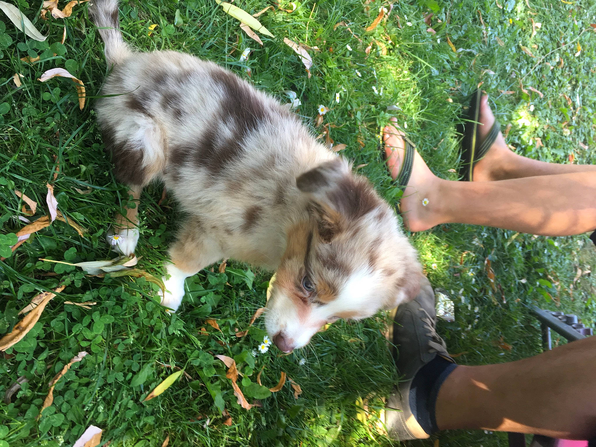 Petsy participe au concours pour gagner de l'argent avec cette photo : australian_shepherd, canidae, carnivore, dog, dog_breed, grass, koolie, miniature_australian_shepherd, plant