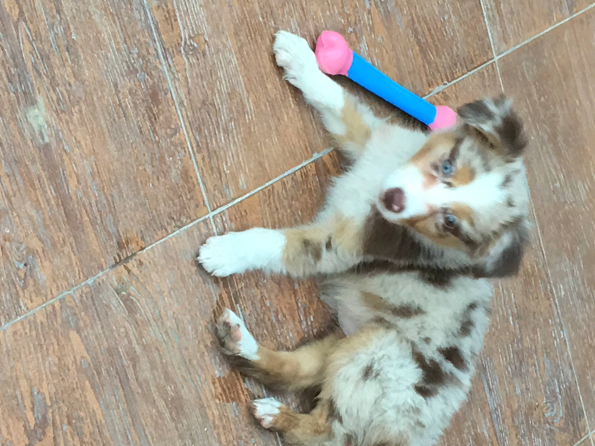 Petsy a rejoint le concours — aidez-le/la à gagner de superbes lots ! aegean_cat, australian_shepherd, canidae, carnivore, cat, european_shorthair, fawn, felidae, kitten, miniature_australian_shepherd, paw, polydactyl_cat, small_to_medium_sized_cats, tail, whiskers