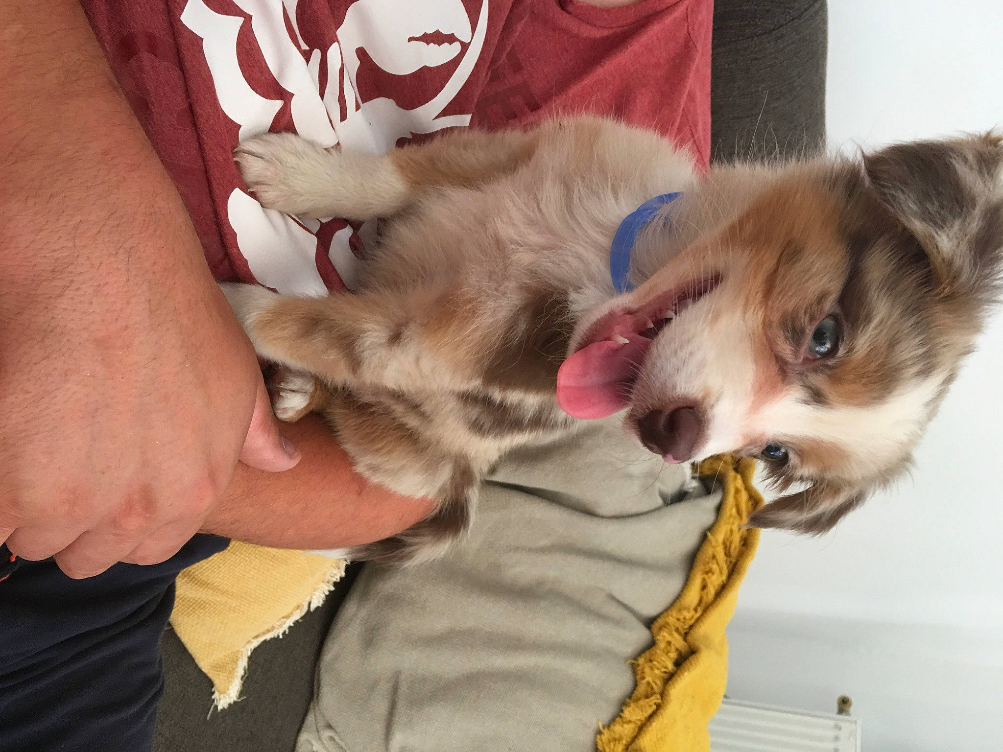 Petsy participe au concours pour gagner de l'argent avec cette photo : australian_shepherd, canidae, carnivore, cat, dog, dog_breed, ear, fawn, felidae, kitten, paw, puppy, small_to_medium_sized_cats, sporting_group, whiskers