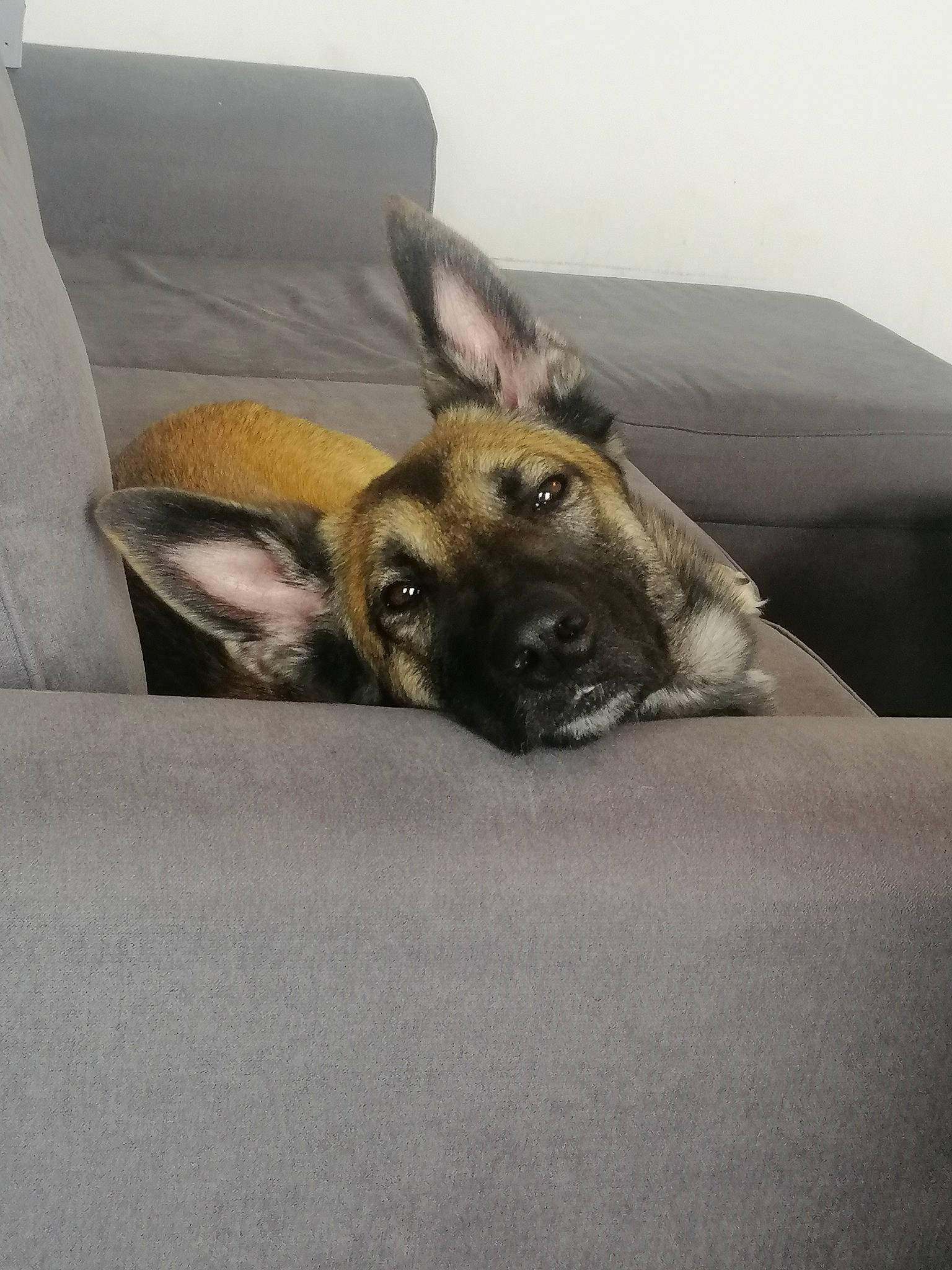 Végas a rejoint le concours — aidez-le/la à gagner de superbes lots ! belgian_shepherd_malinois, black_mouth_cur, canidae, carnivore, dog, dog_breed, ear, fawn, german_shepherd_dog, old_german_shepherd_dog, snout, working_dog