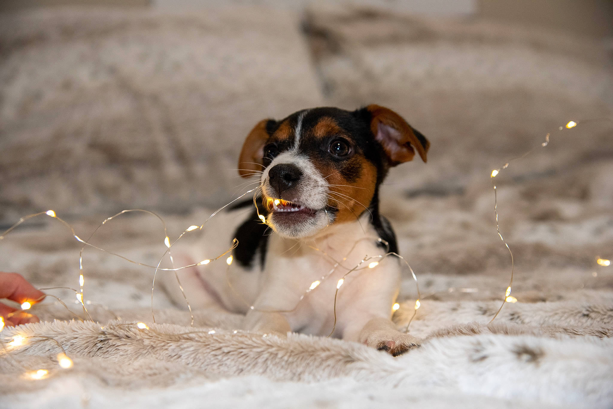 Buck is registered to the contest to win money with this photo: canidae, carnivore, collar, companion_dog, dog, dog_breed, fawn, hunting_dog, irishjacks, puppy, snout, sporting_group, vertebrate, working_animal, working_dog