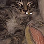 cat, kitten, sleeping, fluffy, tabby, whiskers, closed_eyes, cozy, blanket, soft, fur, cute, pet, domestic_animal, animal, resting, indoors, warm_lighting, close_up, adorable