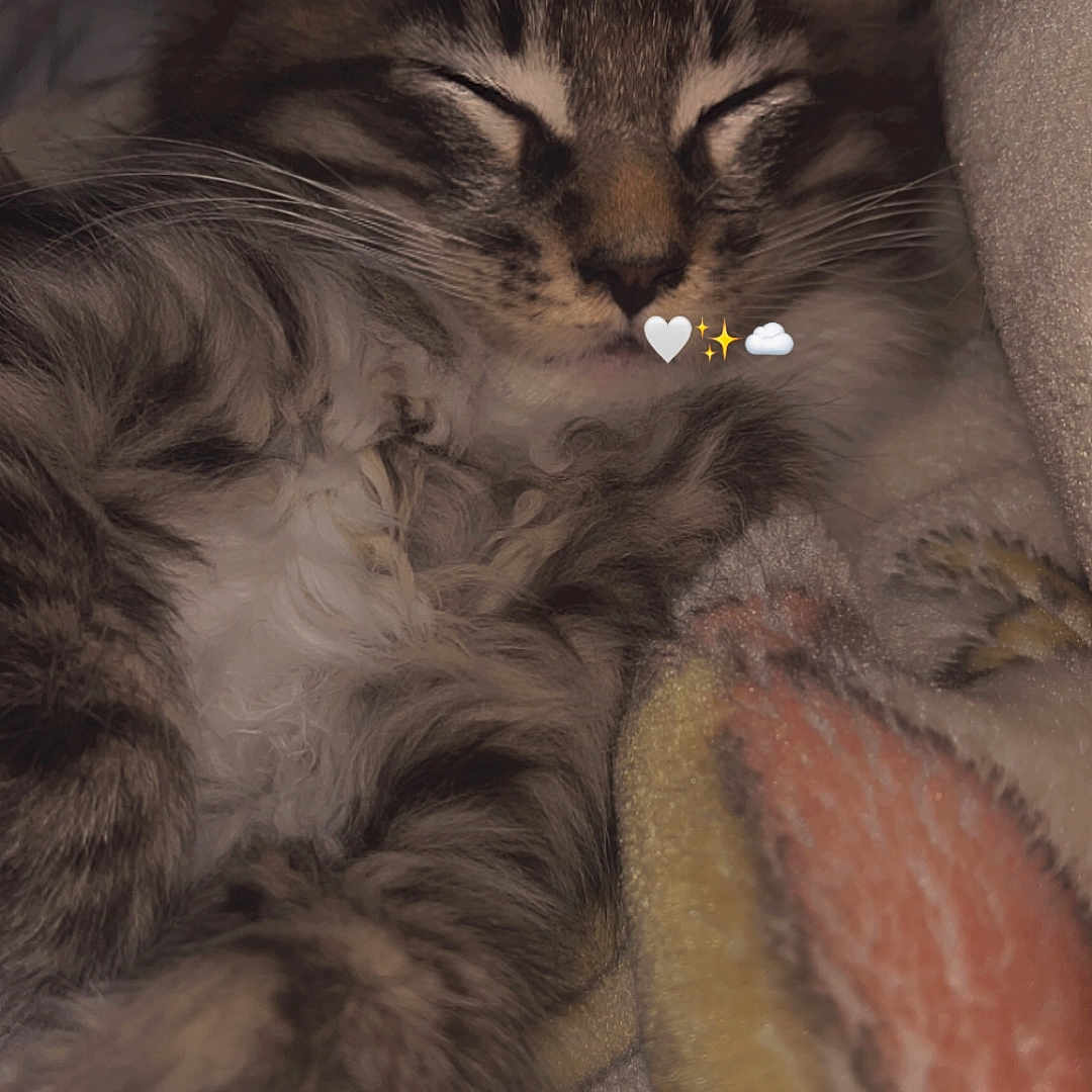 Loki a rejoint le concours — aidez-le/la à gagner de superbes lots ! adorable, animal, blanket, cat, close_up, closed_eyes, cozy, cute, domestic_animal, fluffy, fur, indoors, kitten, pet, resting, sleeping, soft, tabby, warm_lighting, whiskers
