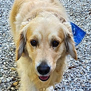 Salto a rejoint le concours — aidez-le/la à gagner de superbes lots ! bandana, canine, close_up, cute, daylight, dog, eyes, friendly, fur, golden_retriever, gravel, happy, mammal, nose, outdoor, paws, pet, portrait, tongue, walking