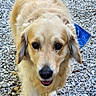 bandana, canine, close_up, cute, daylight, dog, eyes, friendly, fur, golden_retriever, gravel, happy, mammal, nose, outdoor, paws, pet, portrait, tongue, walking