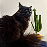 black_cat, fluffy_cat, cat, indoor, cactus, plant, green_plant, yellow_pot, blue_surface, feline, pet, fur, whiskers, side_view, domestic_animal, houseplant, background_blur, relaxed, sitting, portrait