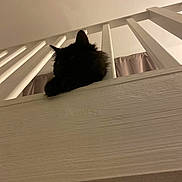 Ozzy participe au concours pour gagner de l'argent avec cette photo : cat, black_cat, baluster, railing, wood, indoor, pet, feline, fur, resting, curtain, quiet, home, animal, mammal, looking_away, shadow, low_light, domestic, relaxed