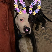 Stella Poe is registered to the contest to win money with this photo: dog, black_and_white, lying_down, flower_crown, heart, nose, floor, couch, indoor, carpet, pet, collar, animal, cute, digital_effect, looking_up, household_items, slippers, spray_bottle, bag