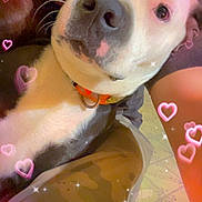 Stella Poe joined the competition — help win amazing prizes! affection, black_and_white_dog, casual_clothing, closeup, dog, face, floor_tiles, glasses, heart_overlay, indoor, love, nose, orange_collar, person, pet, selfie, snout, sparkles, warm_lighting, whiskers