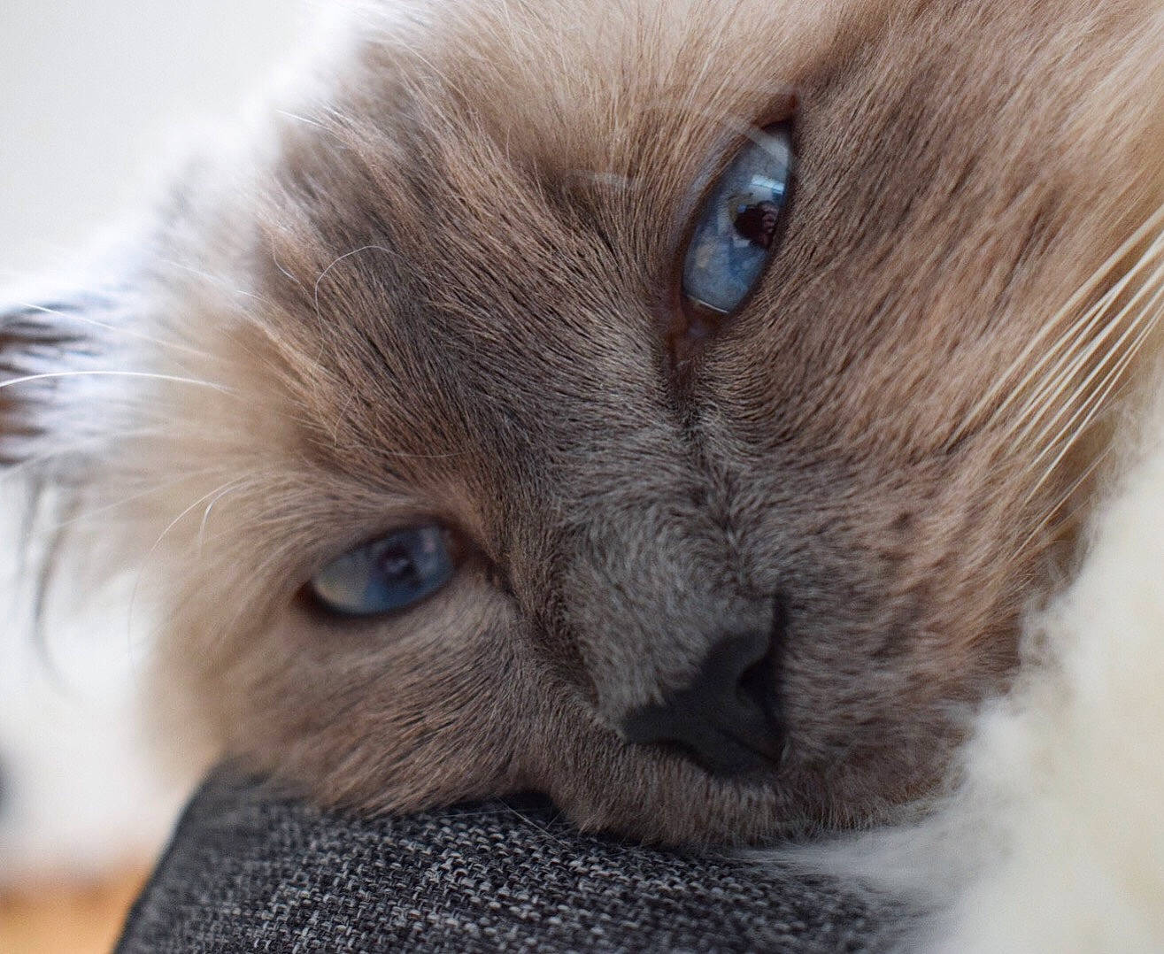 Léona a rejoint le concours — aidez-le/la à gagner de superbes lots ! british_semi_longhair, burmese, carnivore, cat, chartreux, close_up, eye, fawn, felidae, fur, iris, mammal, nebelung, nose, ragdoll, small_to_medium_sized_cats, snout, tonkinese, vertebrate, whiskers