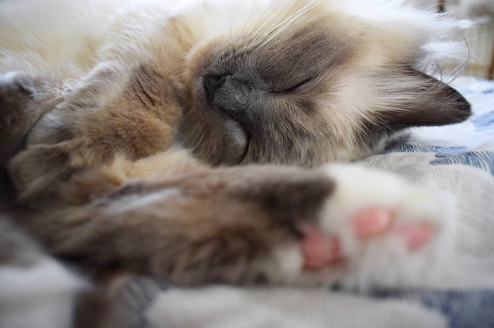 Léona participe au concours pour gagner de l'argent avec cette photo : birman, carnivore, cat, claw, domestic_long_haired_cat, fawn, felidae, fur, kitten, nap, norwegian_forest_cat, nose, paw, polydactyl_cat, ragamuffin, ragdoll, sleep, small_to_medium_sized_cats, snout, whiskers