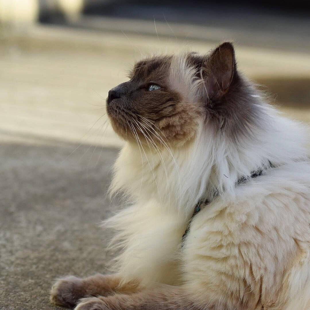 Léona a rejoint le concours — aidez-le/la à gagner de superbes lots ! balinese, birman, british_semi_longhair, carnivore, cat, domestic_long_haired_cat, ear, eye, felidae, fur, himalayan, kitten, mammal, ragamuffin, ragdoll, sky, small_to_medium_sized_cats, snout, vertebrate, whiskers