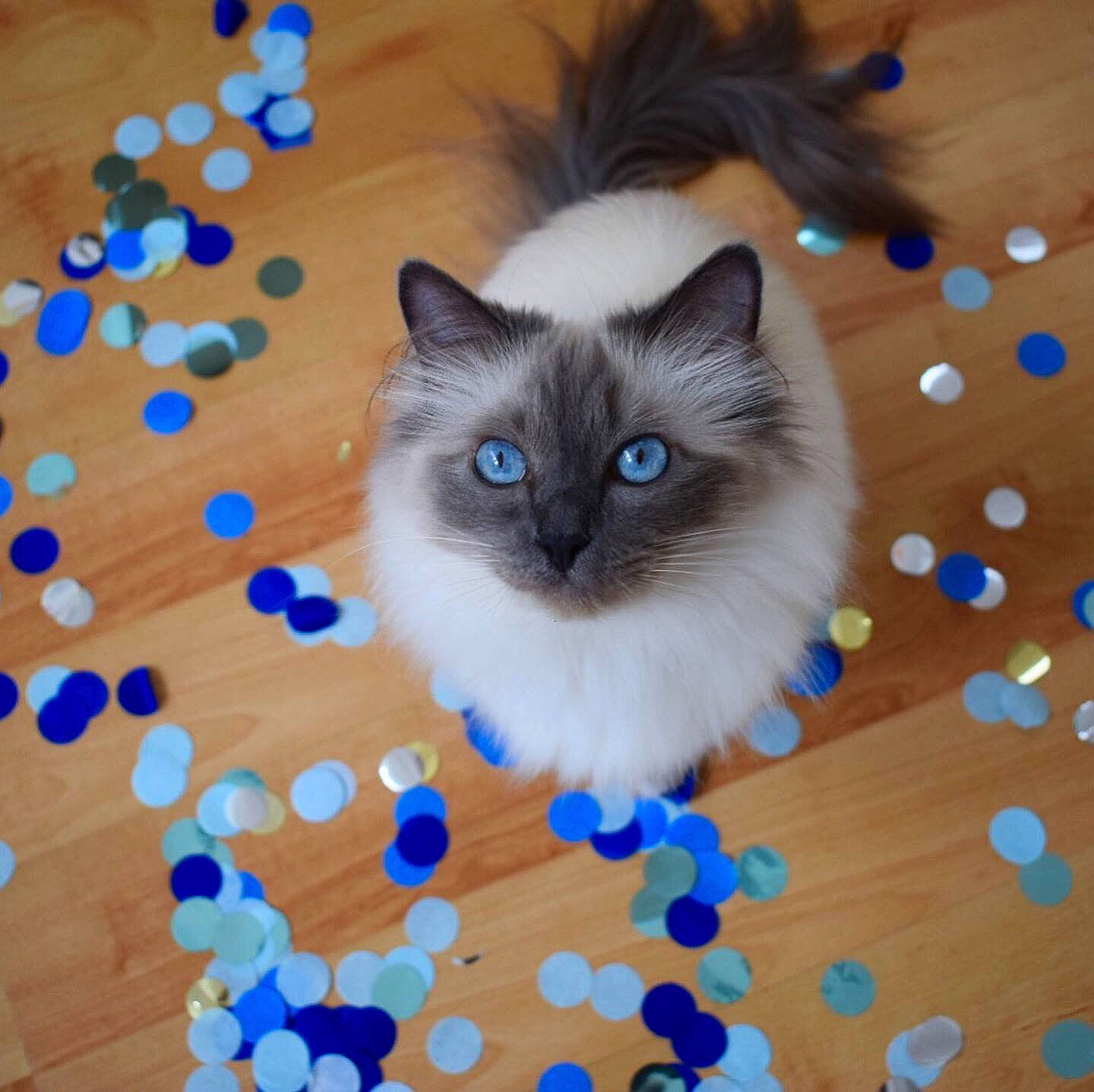 Léona a rejoint le concours — aidez-le/la à gagner de superbes lots ! asian_semi_longhair, balinese, birman, carnivore, cat, cymric, domestic_long_haired_cat, eye, felidae, himalayan, iris, mammal, ojos_azules, ragamuffin, ragdoll, small_to_medium_sized_cats, snowshoe, thai, vertebrate, whiskers