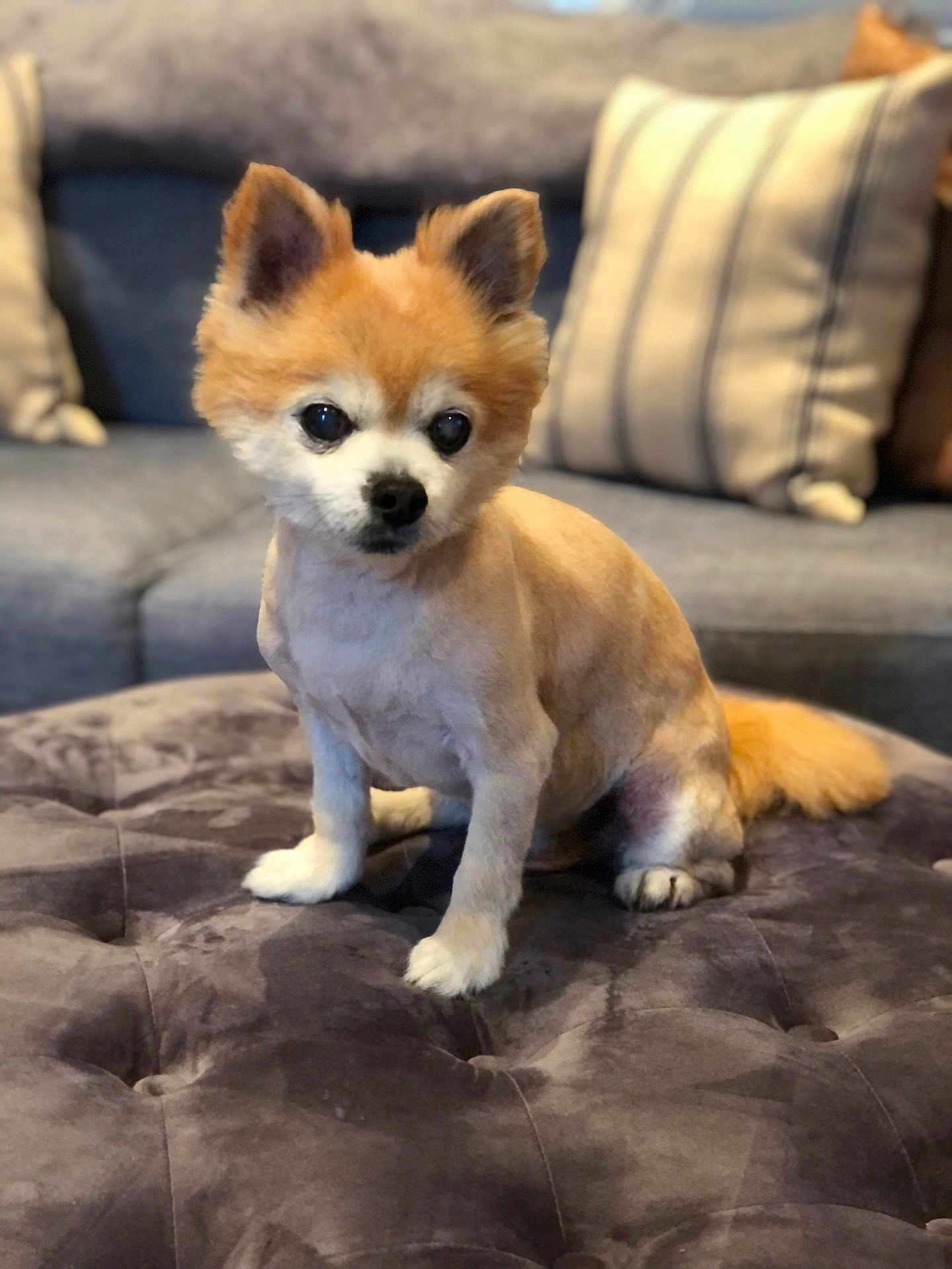 Charlie joined the competition — help win amazing prizes! couch, cute, dog, ears, fluffy, fur, groomed, indoor, living_room, ottoman, pet, pillows, plush, puppy, sitting, small_dog, striped_pillow, tail, teddy_bear_cut, tufted