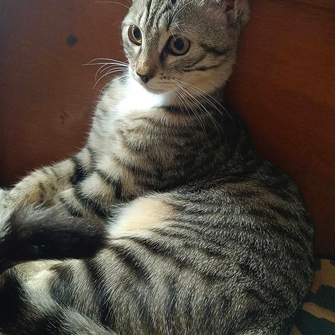 Achilla participe au concours pour gagner de l'argent avec cette photo : cat, kitten, tabby, striped_fur, animal, pet, sitting, curled_tail, whiskers, pointed_ears, green_eyes, fur, portrait, indoor, wooden_background, cushion, patterned_fabric, cozy, closeup, natural_light