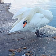 Kiboulet a rejoint le concours — aidez-le/la à gagner de superbes lots ! _geese_and_swans, beak, bird, ducks, feather, fluid, freezing, lake, reflection, reservoir, seabird, sky, swan, tail, tundra_swan, water, water_bird, waterfowl, wildlife, wing