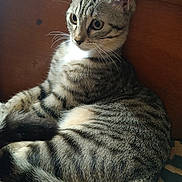 Pouppy is registered to the contest to win money with this photo: cat, close_up, cushion, cute, domestic_animal, ears, feline, green_eyes, indoor, kitten, lounging, pet, portrait, relaxed, sitting, striped_fur, tabby_cat, tail, whiskers, wooden_background