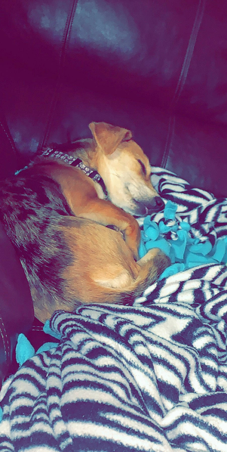 Zoey joined the competition — help win amazing prizes! canidae, carnivore, companion_dog, dog, dog_breed, fawn, lurcher, whippet