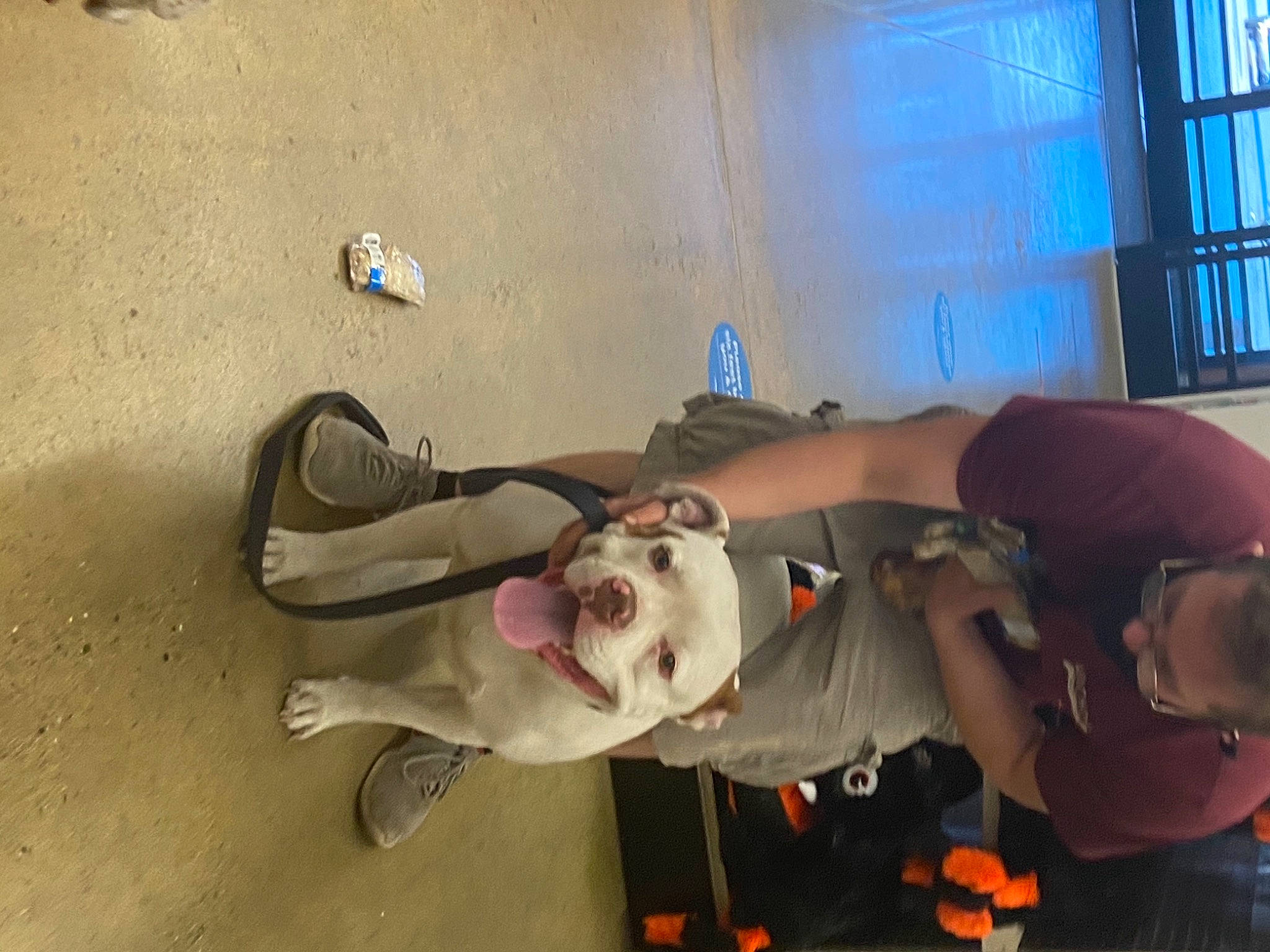 Sammy joined the competition — help win amazing prizes! canidae, fawn, non_sporting_group, sporting_group