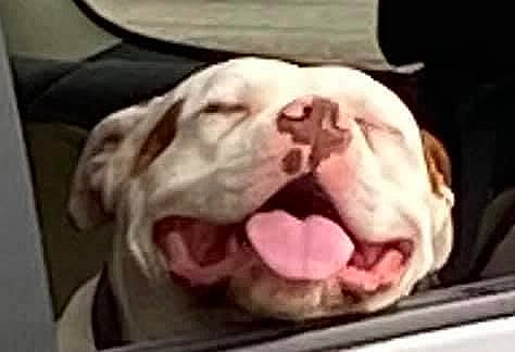 Sammy is registered to the contest to win money with this photo: american_bulldog, australian_bulldog, bulldog, canidae, carnivore, dog, dog_breed, facial_expression, mammal, mouth, non_sporting_group, nose, old_english_bulldog, olde_english_bulldogge, pit_bull, puppy, snout, sporting_group, vertebrate, white_english_bulldog