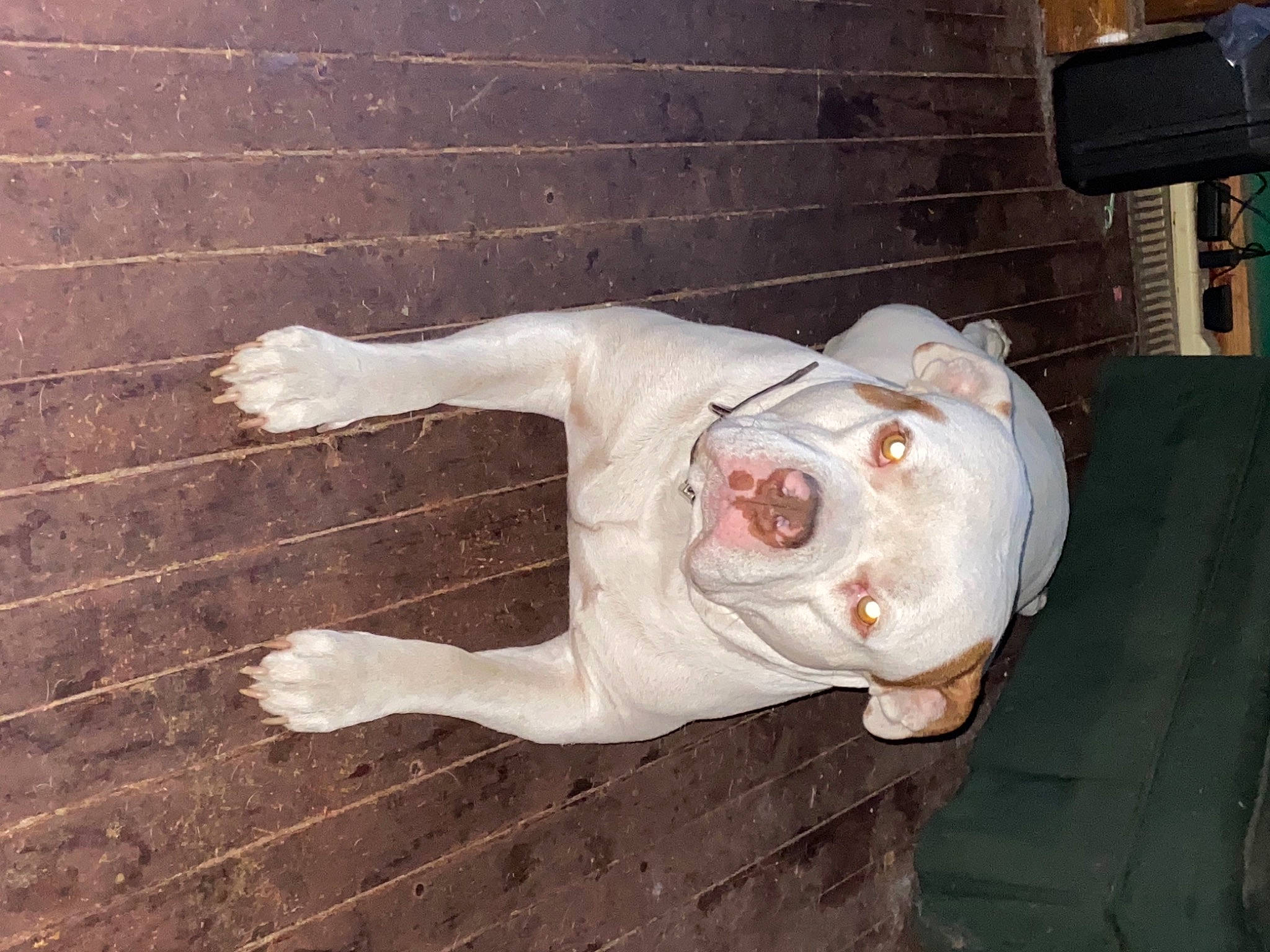 Sammy joined the competition — help win amazing prizes! american_bulldog, american_pit_bull_terrier, canidae, carnivore, dog, dog_breed, dogo_argentino, dogo_guatemalteco, fawn, non_sporting_group, pit_bull, pointer, snout, sporting_group, tail