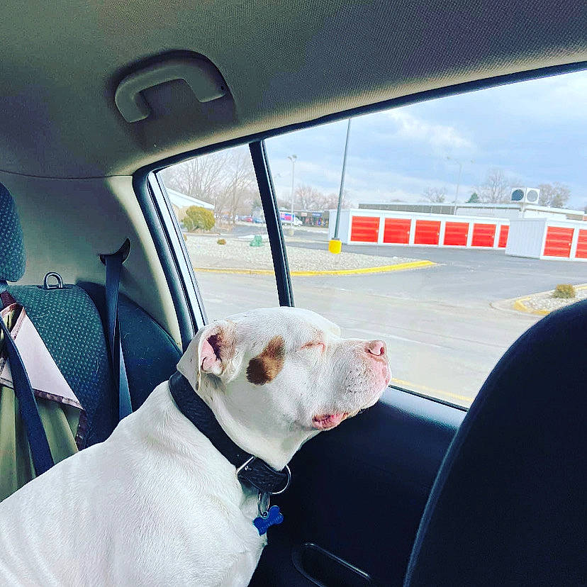 Sammy is registered to the contest to win money with this photo: american_bulldog, automotive_window_part, canidae, car, car_seat, carnivore, dog, dog_breed, driving, non_sporting_group, olde_english_bulldogge, pit_bull, puppy, snout, sporting_group, vehicle