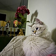 Killua joined the competition — help win amazing prizes! cat, fluffy, long_hair, cream_colored, pet, animal, portrait, indoors, blanket, cozy, relaxed, sitting, lying_down, flowers, vase, home, living_room, wall, shadow, furniture