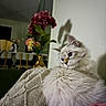 cat, fluffy, long_hair, cream_colored, pet, animal, portrait, indoors, blanket, cozy, relaxed, sitting, lying_down, flowers, vase, home, living_room, wall, shadow, furniture
