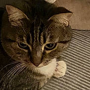 Nala participe au concours pour gagner de l'argent avec cette photo : cat, tabby, pet, animal, feline, whiskers, ears, striped_fabric, indoor, closeup, face, paw, fur, relaxed, cute, domestic_animal, mammal, resting, cozy, texture