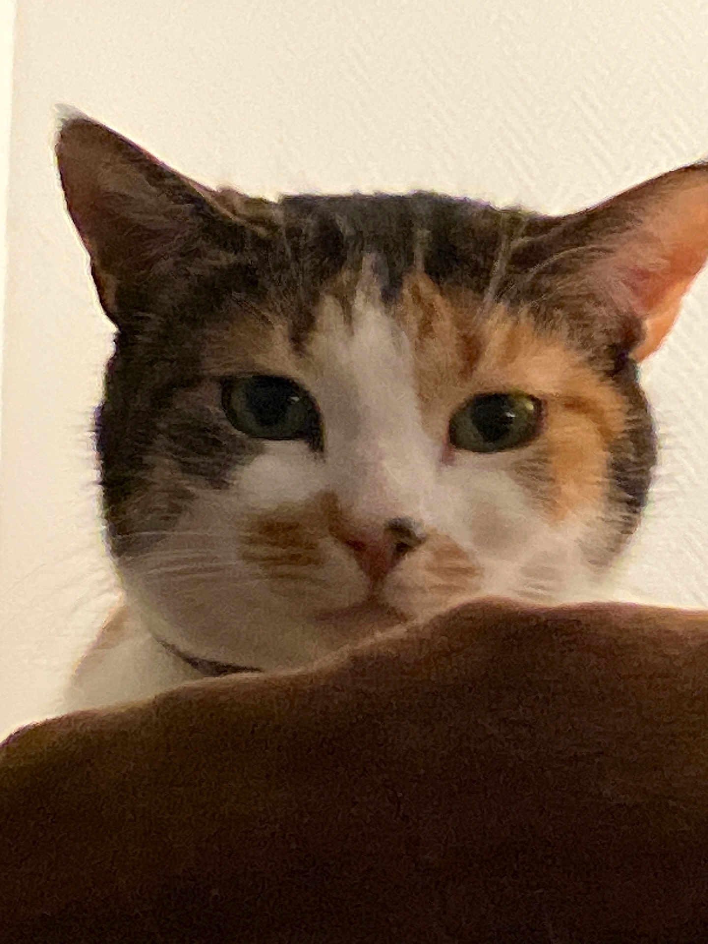 Noisette a rejoint le concours — aidez-le/la à gagner de superbes lots ! cat, close_up, pet, animal, ears, whiskers, fur, curious, indoor, face, looking, brown, white, orange, tabby, feline, portrait, cute, alert, background