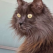 Maori a rejoint le concours — aidez-le/la à gagner de superbes lots ! cat, fluffy, gray, yellow_eyes, portrait, pet, feline, whiskers, fur, closeup, indoor, muzzle, ears, animal, domestic_animal, long_hair, alert, side_view, soft_light, background