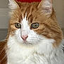 cat, orange_cat, white_fur, fluffy, indoor, pet, animal, closeup, portrait, green_eyes, feline, cute, whiskers, ears, nose, soft_fur, domestic_cat, mammal, calm, alert