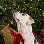 bokeh, brindle_patch, christmas_lights, christmas_tree, cozy, dog, ears, festive, holiday, indoor, looking_up, muzzle, pet_portrait, pink_collar, red_bow, seasonal, sitting, soft_lighting, white_dog, wicker_sleigh
